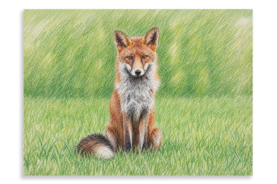 Mr Fox - Artistic